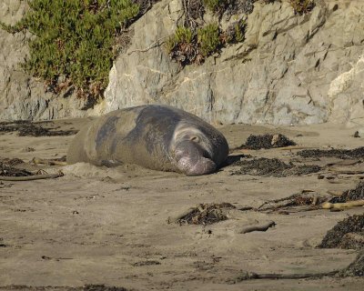 Seal, Northern Elephant, Bull-122906-Piedras Blancas, CA, Pacific Ocean-0437.jpg