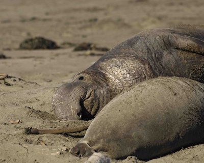 Seal, Northern Elephant, Bull-122906-Piedras Blancas, CA, Pacific Ocean-0461.jpg