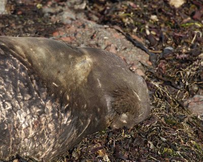 Seal, Northern Elephant, Bull-122906-Piedras Blancas, CA, Pacific Ocean-0523.jpg