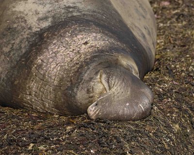 Seal, Northern Elephant, Bull-122906-Piedras Blancas, CA, Pacific Ocean-0545.jpg