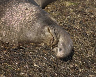 Seal, Northern Elephant, Bull-122906-Piedras Blancas, CA, Pacific Ocean-0567.jpg