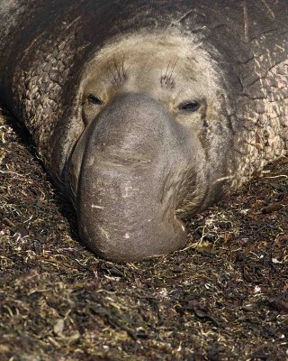 Seal, Northern Elephant, Bull-122906-Piedras Blancas, CA, Pacific Ocean-0625.jpg