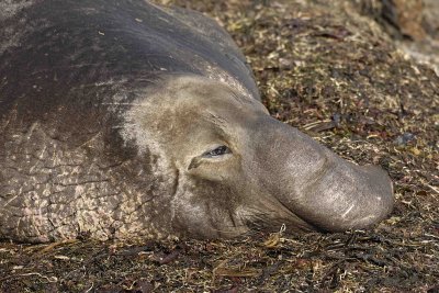 Seal, Northern Elephant, Bull-122906-Piedras Blancas, CA, Pacific Ocean-0632.jpg