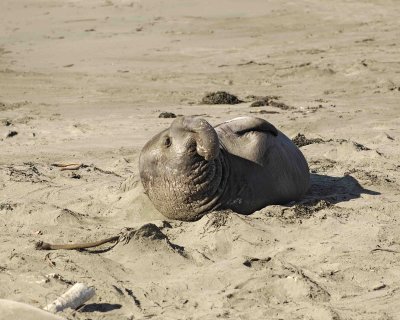 Seal, Northern Elephant, Bull-122906-Piedras Blancas, CA, Pacific Ocean-0720.jpg