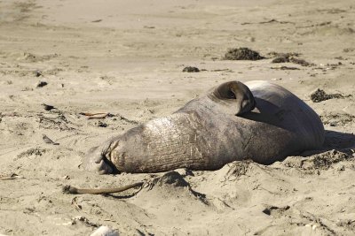 Seal, Northern Elephant, Bull-122906-Piedras Blancas, CA, Pacific Ocean-0727.jpg