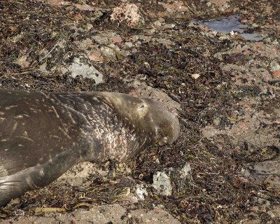 Seal, Northern Elephant, Bull-122906-Piedras Blancas, CA, Pacific Ocean-0748.jpg