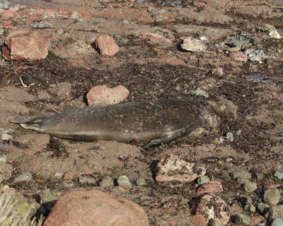 Seal, Northern Elephant, Bull-122906-Piedras Blancas, CA, Pacific Ocean-0750.jpg