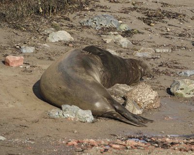 Seal, Northern Elephant, Bull-122906-Piedras Blancas, CA, Pacific Ocean-0754.jpg