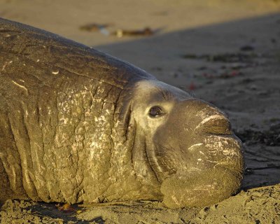 Seal, Northern Elephant, Bull-123006-Piedras Blancas, CA, Pacific Ocean-0297.jpg