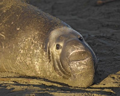 Seal, Northern Elephant, Bull-123006-Piedras Blancas, CA, Pacific Ocean-0315.jpg