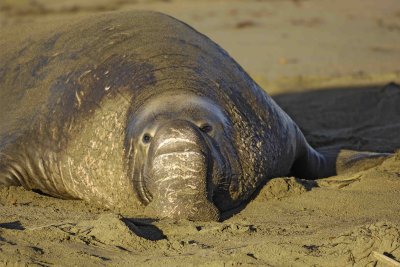 Seal, Northern Elephant, Bull-123006-Piedras Blancas, CA, Pacific Ocean-0330.jpg