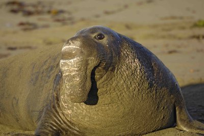 Seal, Northern Elephant, Bull-123006-Piedras Blancas, CA, Pacific Ocean-0331.jpg