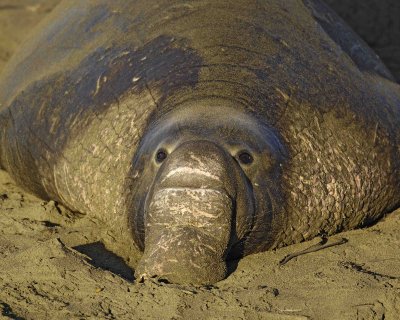 Seal, Northern Elephant, Bull-123006-Piedras Blancas, CA, Pacific Ocean-0334.jpg