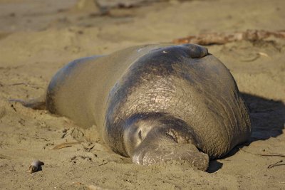 Seal, Northern Elephant, Bull-123006-Piedras Blancas, CA, Pacific Ocean-0338.jpg
