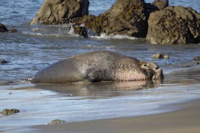 Seal, Northern Elephant, Bull-123006-Piedras Blancas, CA, Pacific Ocean-0517.jpg