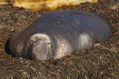 Seal, Northern Elephant, Bull-123006-Piedras Blancas, CA, Pacific Ocean-0560.jpg