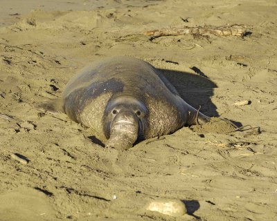 Seal, Northern Elephant, Bull-123006-Piedras Blancas, CA, Pacific Ocean-0586.jpg