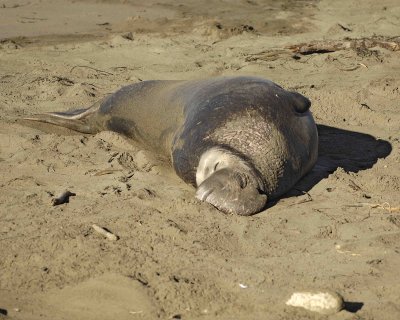 Seal, Northern Elephant, Bull-123006-Piedras Blancas, CA, Pacific Ocean-0647.jpg