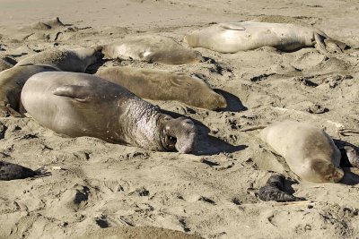 Seal, Northern Elephant, Bull  Rookery-122906-Piedras Blancas, CA, Pacific Ocean-0654.jpg