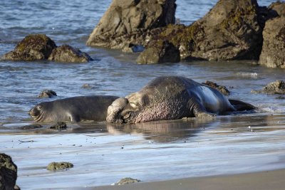 Seal, Northern Elephant, Bull pinning another-123006-Piedras Blancas, CA, Pacific Ocean-0502.jpg