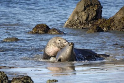 Seal, Northern Elephant, Bull pinning another-123006-Piedras Blancas, CA, Pacific Ocean-0515.jpg