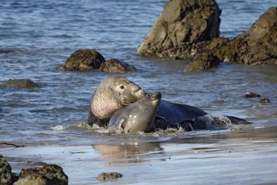 Seal, Northern Elephant, Bull pinning Cow-123006-Piedras Blancas, CA, Pacific Ocean-0513.jpg