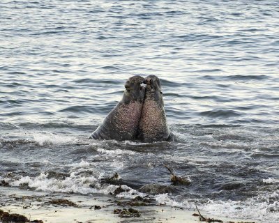 Seal, Northern Elephant, Bulls, 2 fighting-123006-Piedras Blancas, CA, Pacific Ocean-0021.jpg