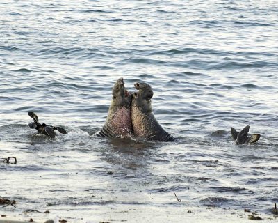 Seal, Northern Elephant, Bulls, 2 fighting-123006-Piedras Blancas, CA, Pacific Ocean-0024.jpg