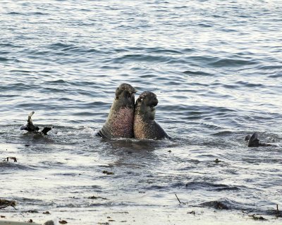 Seal, Northern Elephant, Bulls, 2 fighting-123006-Piedras Blancas, CA, Pacific Ocean-0025.jpg