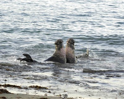 Seal ,Northern Elephant, Bulls, 2 fighting-123006-Piedras Blancas, CA, Pacific Ocean-0027.jpg
