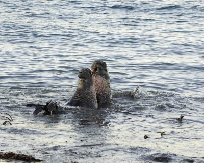 Seal, Northern Elephant, Bulls, 2 fighting-123006-Piedras Blancas, CA, Pacific Ocean-0037.jpg