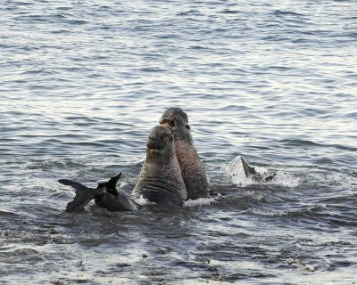 Seal, Northern Elephant, Bulls, 2 fighting-123006-Piedras Blancas, CA, Pacific Ocean-0039.jpg