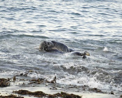 Seal, Northern Elephant, Bulls, 2 fighting-123006-Piedras Blancas, CA, Pacific Ocean-0053.jpg
