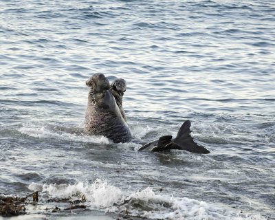 Seal, Northern Elephant, Bulls, 2 fighting-123006-Piedras Blancas, CA, Pacific Ocean-0054.jpg