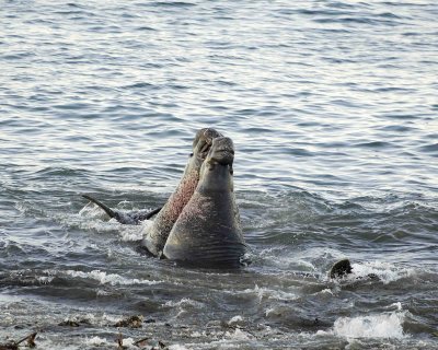 Seal, Northern Elephant, Bulls, 2 fighting-123006-Piedras Blancas, CA, Pacific Ocean-0059.jpg
