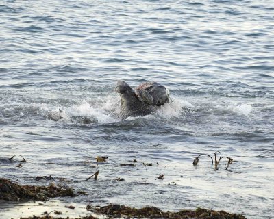 Seal, Northern Elephant, Bulls, 2 fighting-123006-Piedras Blancas, CA, Pacific Ocean-0068.jpg