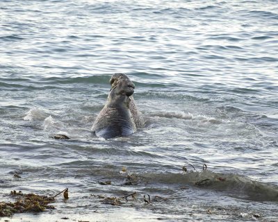 Seal, Northern Elephant, Bulls, 2 fighting-123006-Piedras Blancas, CA, Pacific Ocean-0071.jpg