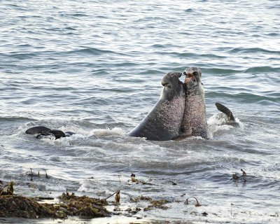 Seal, Northern Elephant, Bulls, 2 fighting-123006-Piedras Blancas, CA, Pacific Ocean-0074.jpg