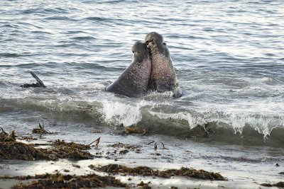 Seal, Northern Elephant, Bulls, 2 fighting-123006-Piedras Blancas, CA, Pacific Ocean-0076.jpg