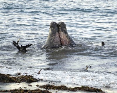 Seal, Northern Elephant, Bulls, 2 fighting-123006-Piedras Blancas, CA, Pacific Ocean-0078.jpg