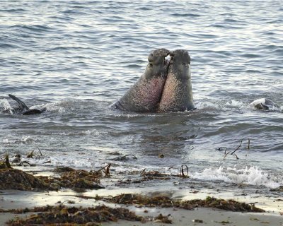 Seal, Northern Elephant, Bulls, 2 fighting-123006-Piedras Blancas, CA, Pacific Ocean-0080.jpg