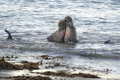 Seal, Northern Elephant, Bulls, 2 fighting-123006-Piedras Blancas, CA, Pacific Ocean-0081.jpg
