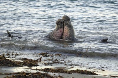 Seal, Northern Elephant, Bulls, 2 fighting-123006-Piedras Blancas, CA, Pacific Ocean-0082.jpg