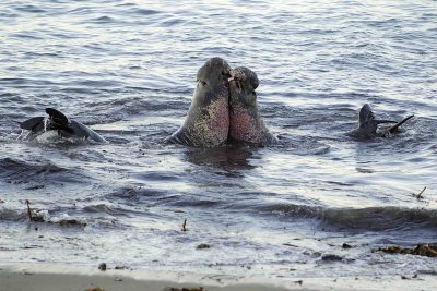 Seal, Northern Elephant, Bulls, 2 fighting-123006-Piedras Blancas, CA, Pacific Ocean-0105.jpg