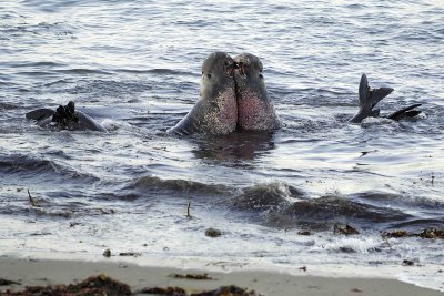 Seal, Northern Elephant, Bulls, 2 fighting-123006-Piedras Blancas, CA, Pacific Ocean-0107.jpg