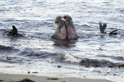 Seal, Northern Elephant, Bull,s 2 fighting-123006-Piedras Blancas, CA, Pacific Ocean-0108.jpg