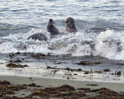 Seal, Northern Elephant, Bulls, 2 fighting-123006-Piedras Blancas, CA, Pacific Ocean-0110.jpg