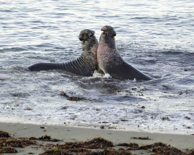 Seal, Northern Elephant, Bulls, 2 fighting-123006-Piedras Blancas, CA, Pacific Ocean-0114.jpg