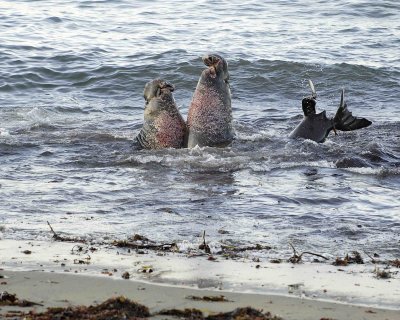 Seal, Northern Elephant, Bulls, 2 fighting-123006-Piedras Blancas, CA, Pacific Ocean-0120.jpg