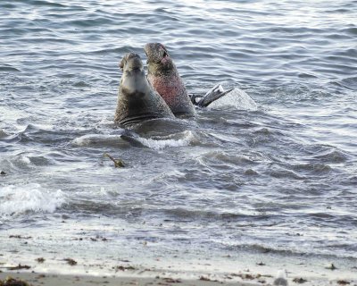Seal, Northern Elephant, Bulls, 2 fighting-123006-Piedras Blancas, CA, Pacific Ocean-0130.jpg